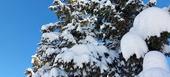 Luxury Chalet for 12 in La Tania 