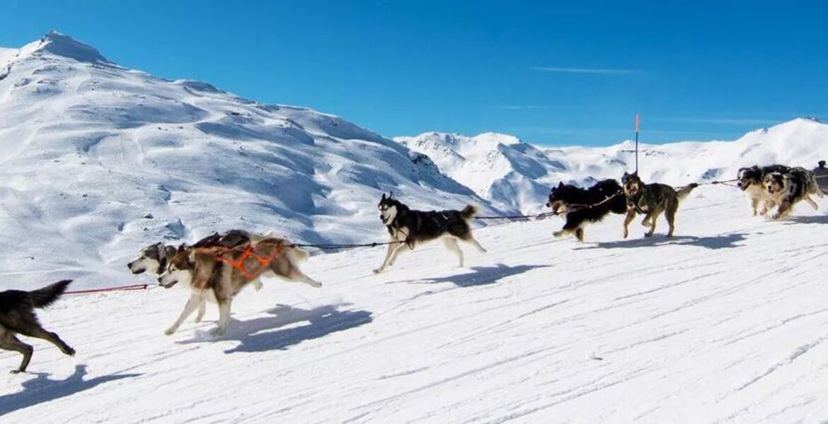 Dog sledding in St Martin de Belleville