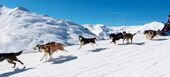 Dog sledding in St Martin de Belleville