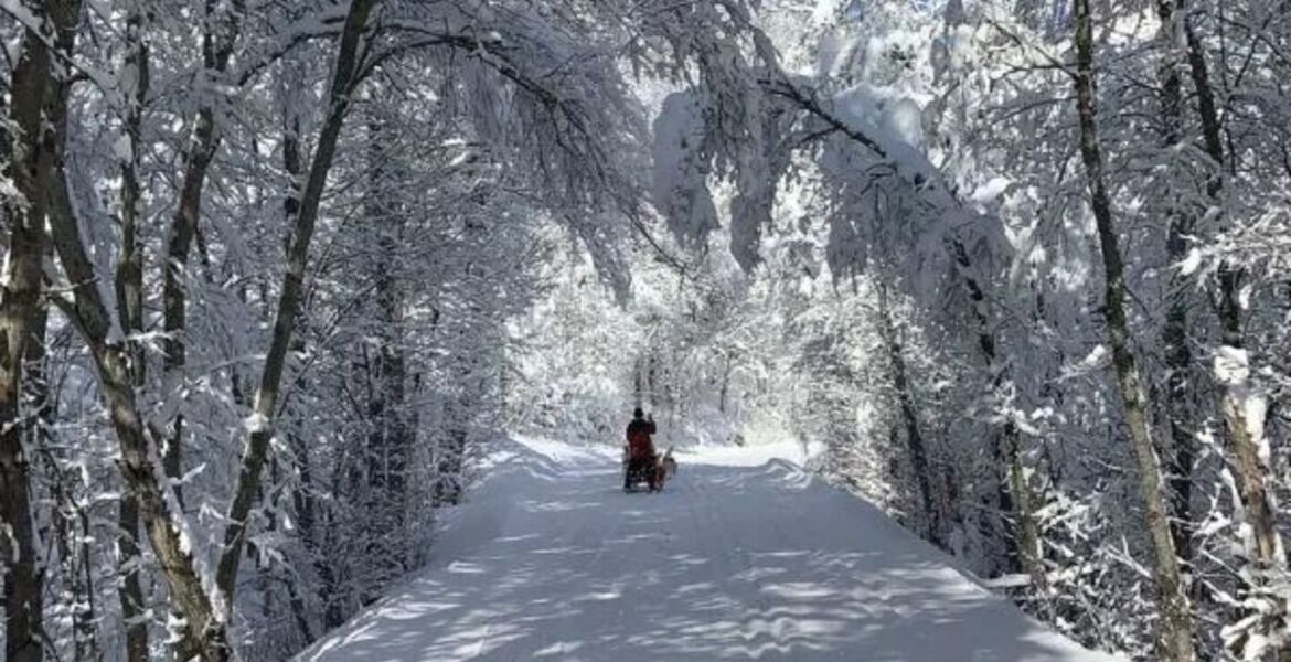 Dog sledding in St Martin de Belleville