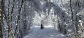 Dog sledding in St Martin de Belleville