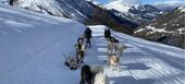 Dog sledding in St Martin de Belleville