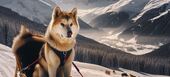 Mushing Dog Sledding