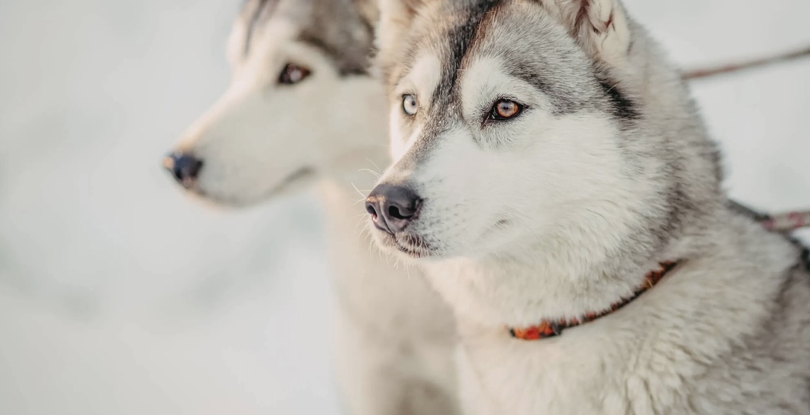 Dog Sledding Trip in Courchevel 1850