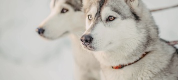 Dog Sledding Trip in Courchevel 1850